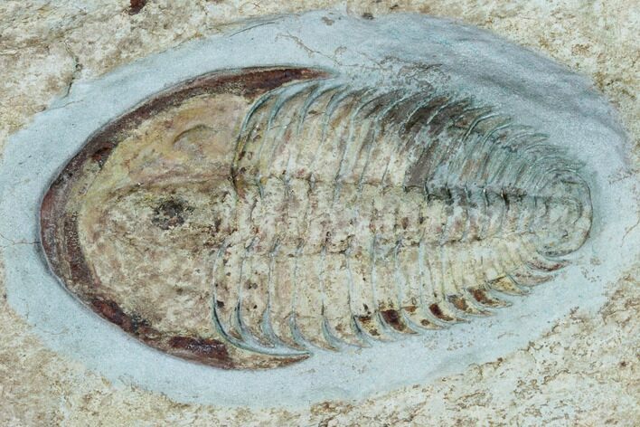 Lower Cambrian Trilobite (Longianda) - Issafen, Morocco #170766